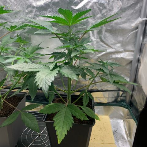 Northern Lights - Sensi Seeds #1 growlog timeline photo