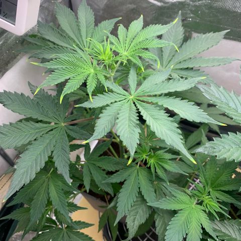 Northern Lights - Sensi Seeds #2 growlog timeline photo