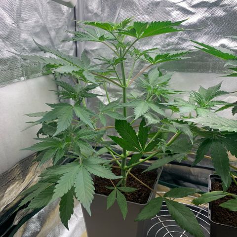 Northern Lights - Sensi Seeds #2 growlog timeline photo