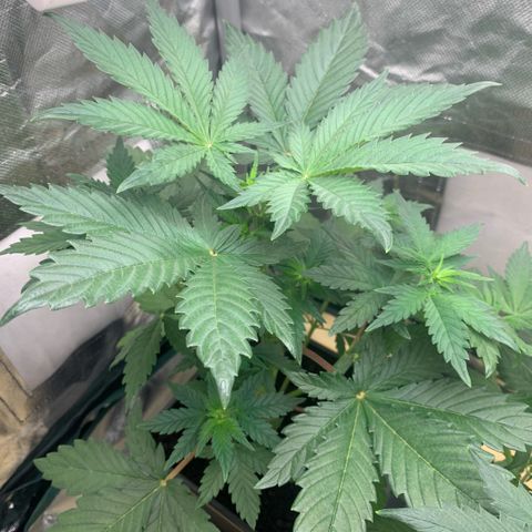 Northern Lights - Sensi Seeds #1 growlog timeline photo