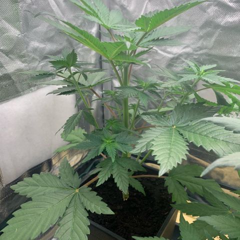 Northern Lights - Sensi Seeds #1 growlog timeline photo
