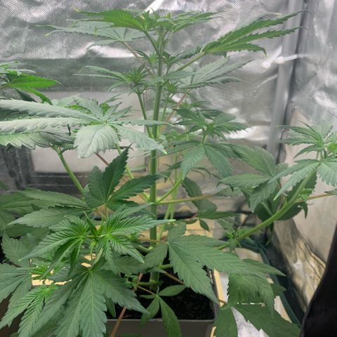 Northern Lights - Sensi Seeds #2 growlog timeline photo