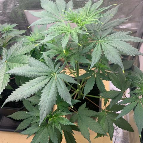 Northern Lights - Sensi Seeds #2 growlog timeline photo
