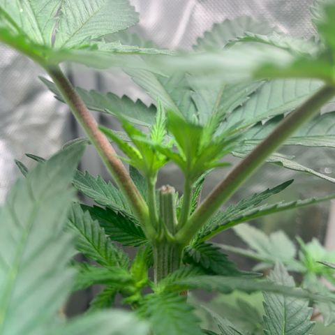 Northern Lights - Sensi Seeds #1 growlog timeline photo