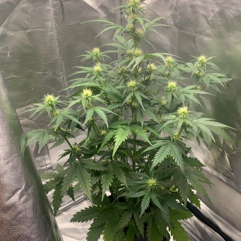 Fast Bud Auto Sweet Seeds #1  growlog timeline photo