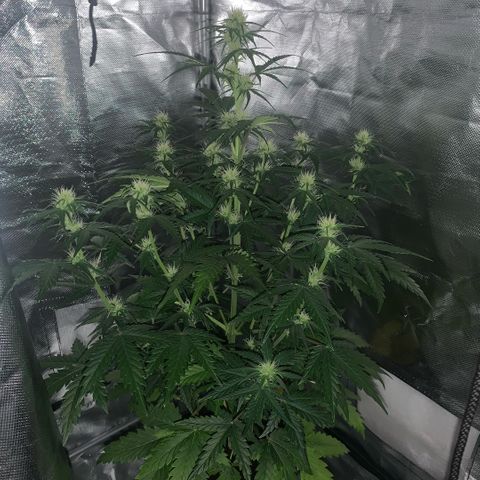 Fast Bud Auto Sweet Seeds #1  growlog timeline photo