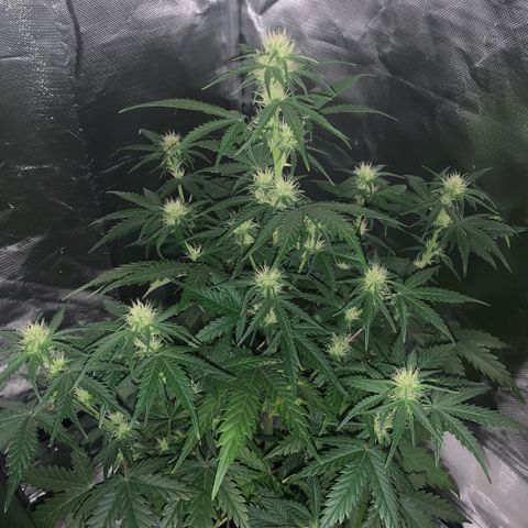 Fast Bud Auto Sweet Seeds #1  growlog timeline photo