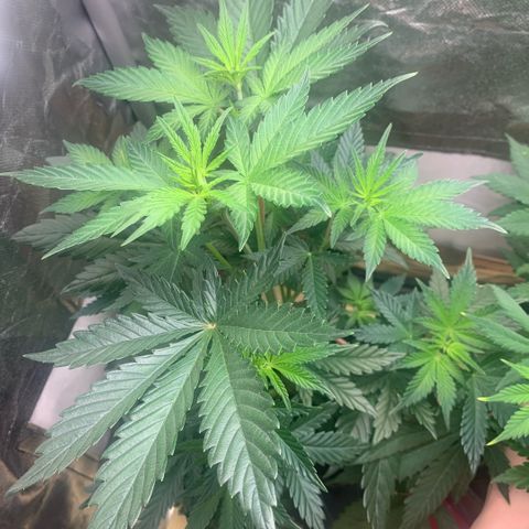 Northern Lights - Sensi Seeds #1 growlog timeline photo