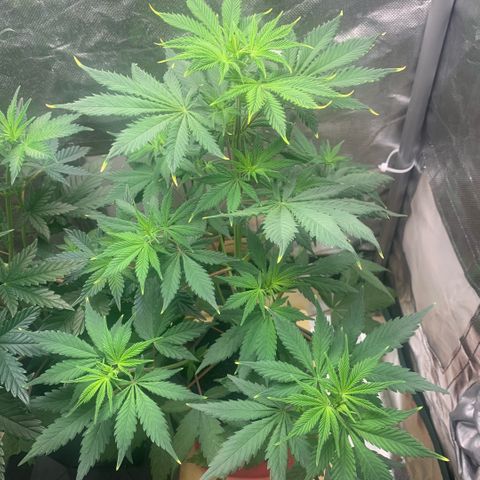 Northern Lights - Sensi Seeds #2 growlog timeline photo