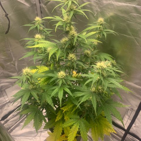 Fast Bud Auto Sweet Seeds #1  growlog timeline photo