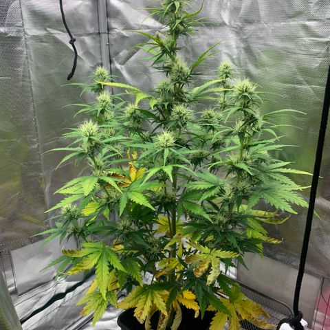 Fast Bud Auto Sweet Seeds #1  growlog timeline photo