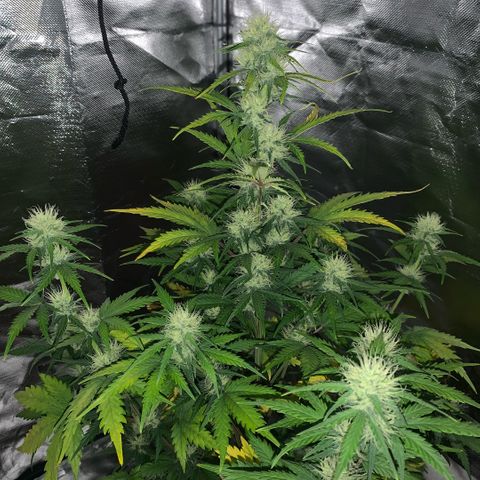 Fast Bud Auto Sweet Seeds #1  growlog timeline photo