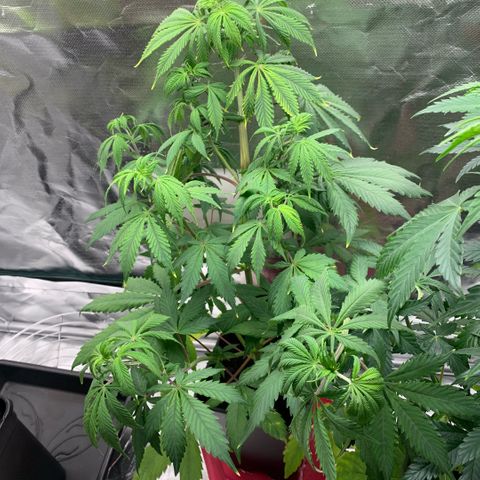 Northern Lights - Sensi Seeds #2 growlog timeline photo