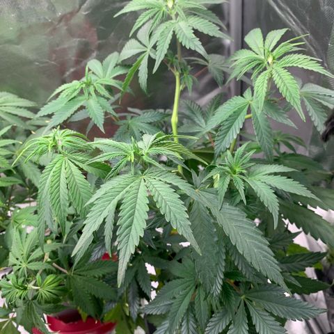 Northern Lights - Sensi Seeds #1 growlog timeline photo