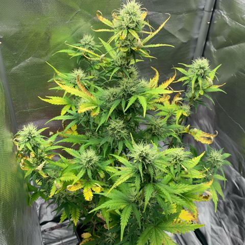 Fast Bud Auto Sweet Seeds #1  growlog timeline photo