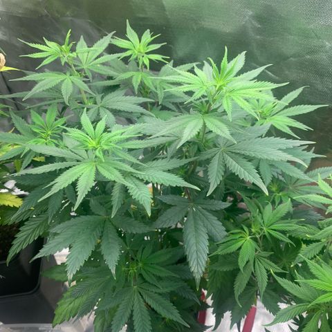 Northern Lights - Sensi Seeds #1 growlog timeline photo