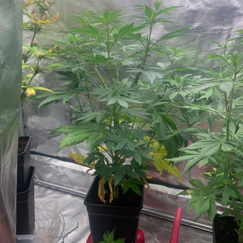 Northern Lights - Sensi Seeds #1 growlog timeline photo