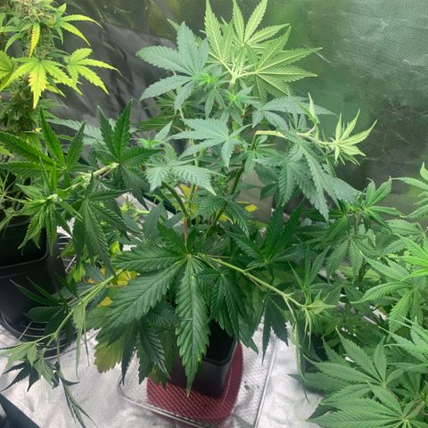 Northern Lights - Sensi Seeds #1 growlog timeline photo
