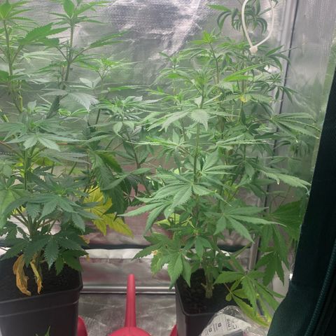 Northern Lights - Sensi Seeds #2 growlog timeline photo