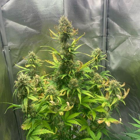 Fast Bud Auto Sweet Seeds #1  growlog timeline photo