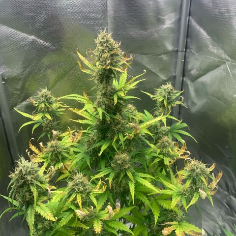 Fast Bud Auto Sweet Seeds #1  growlog timeline photo