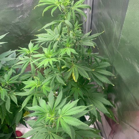 Northern Lights - Sensi Seeds #2 growlog timeline photo