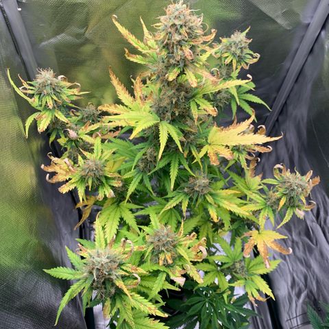 Fast Bud Auto Sweet Seeds #1  growlog timeline photo