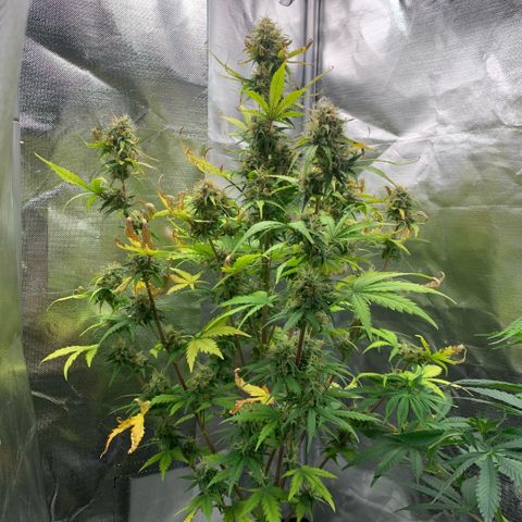 Fast Bud Auto Sweet Seeds #1  growlog timeline photo