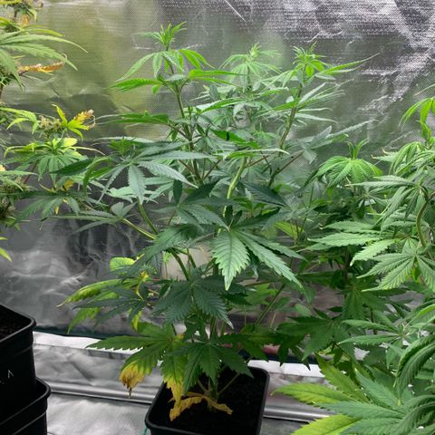 Northern Lights - Sensi Seeds #1 growlog timeline photo