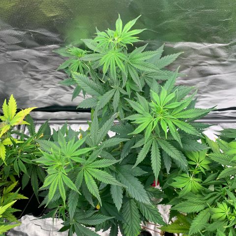 Northern Lights - Sensi Seeds #1 growlog timeline photo