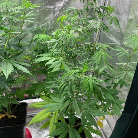 Northern Lights - Sensi Seeds #2 growlog timeline photo