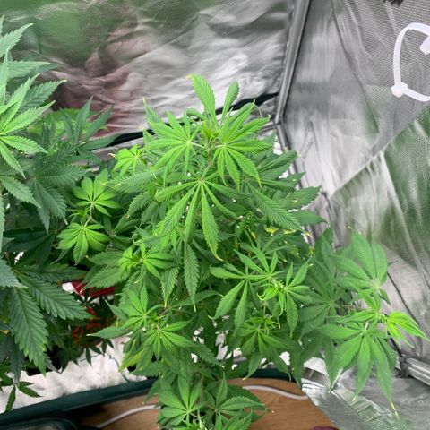 Northern Lights - Sensi Seeds #2 growlog timeline photo