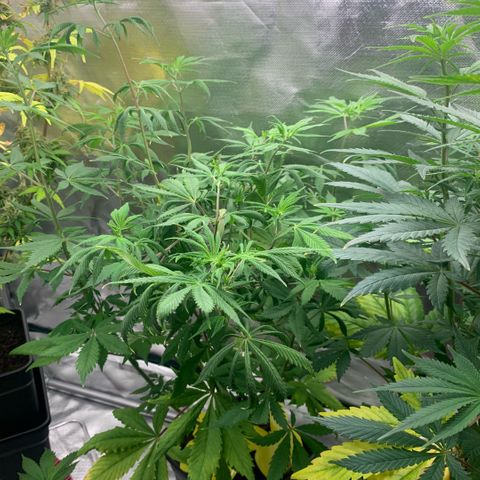 Northern Lights - Sensi Seeds #2 growlog timeline photo