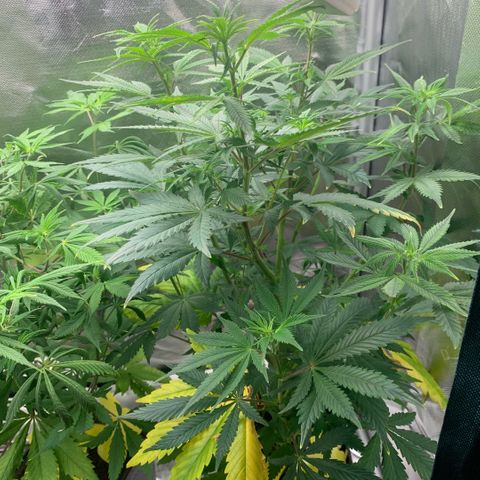 Northern Lights - Sensi Seeds #1 growlog timeline photo