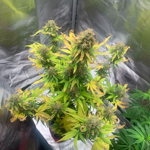 Fast Bud Auto Sweet Seeds #1  growlog timeline photo