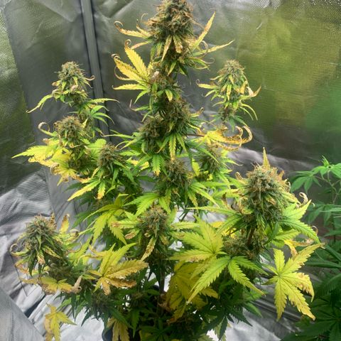 Fast Bud Auto Sweet Seeds #1  growlog timeline photo