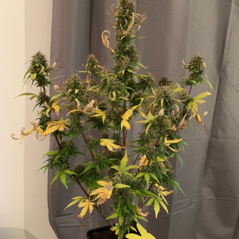 Fast Bud Auto Sweet Seeds #1  growlog timeline photo