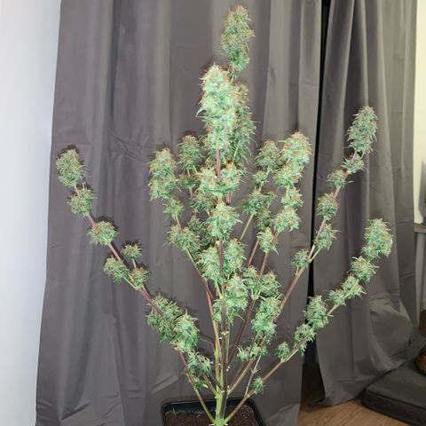 Fast Bud Auto Sweet Seeds #1  growlog timeline photo