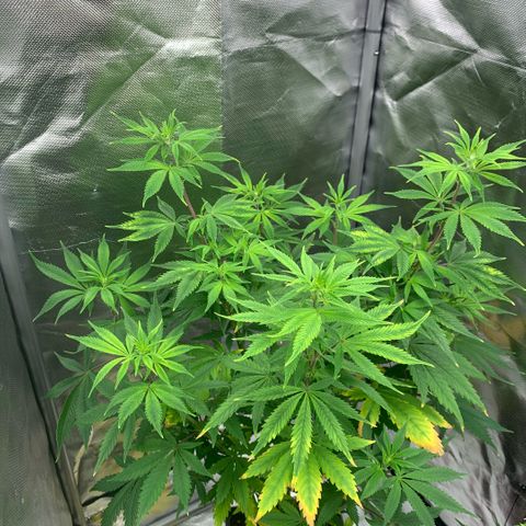 Northern Lights - Sensi Seeds #1 growlog timeline photo