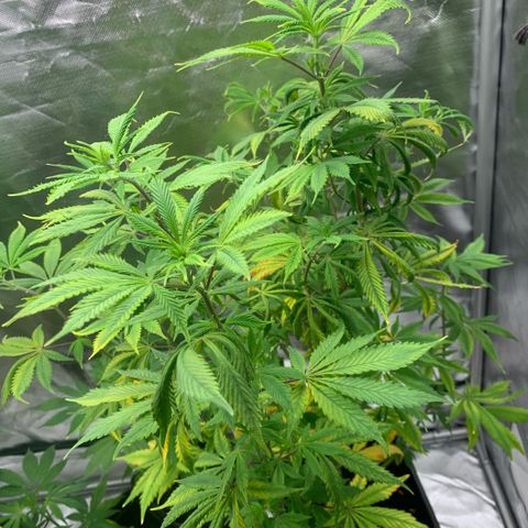 Northern Lights - Sensi Seeds #2 growlog timeline photo