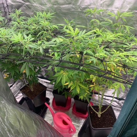 Northern Lights - Sensi Seeds #2 growlog photo: Links/Oben - Nr.1, 
Rechts/Unten Nr.2 
und Hinten 2 Stecklinge von Nr.2