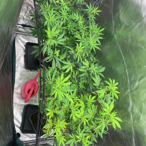 Northern Lights - Sensi Seeds #2 growlog photo: Links/Oben - Nr.1, 
Rechts/Unten Nr.2 
und Hinten 2 Stecklinge von Nr.2
