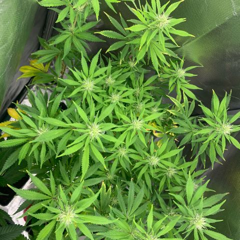 Northern Lights - Sensi Seeds #1 growlog timeline photo