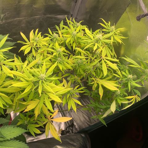 Northern Lights - Sensi Seeds #2 growlog timeline photo
