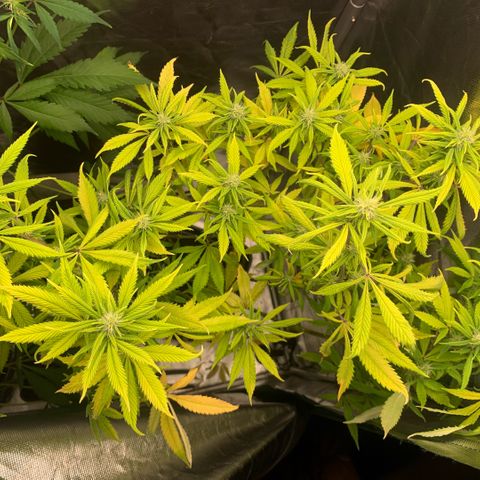 Northern Lights - Sensi Seeds #2 growlog timeline photo