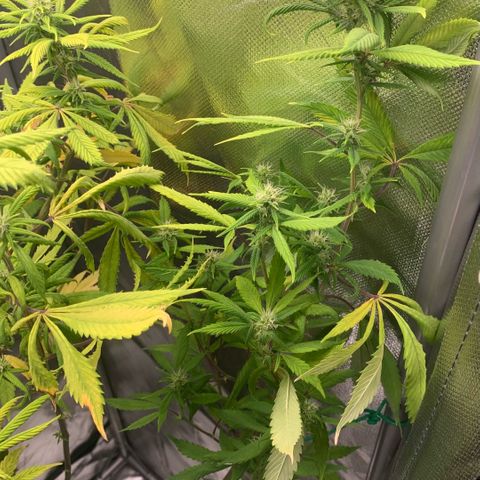 Northern Lights - Sensi Seeds #2 growlog timeline photo
