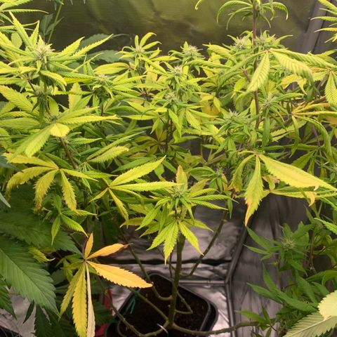 Northern Lights - Sensi Seeds #2 growlog timeline photo