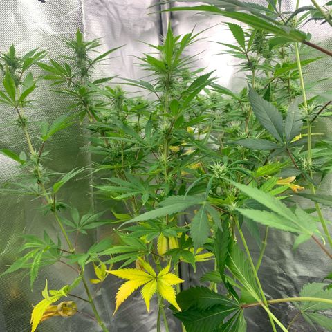 Northern Lights - Sensi Seeds #1 growlog timeline photo