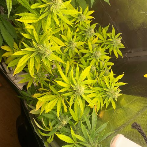 Northern Lights - Sensi Seeds #2 growlog timeline photo