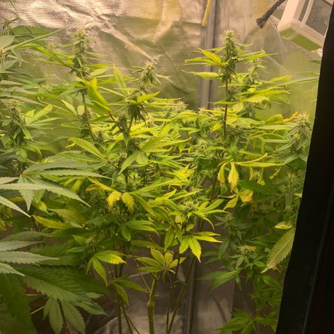 Northern Lights - Sensi Seeds #2 growlog timeline photo